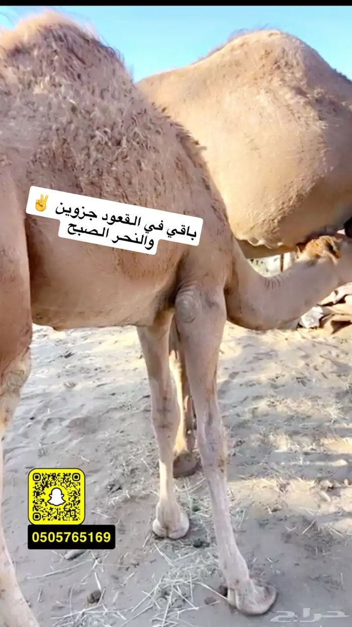 قعود شراكه على 10 اجزاء 0