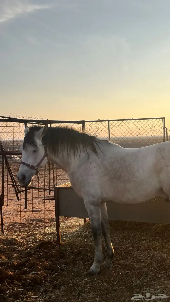 للبيع خيل 3