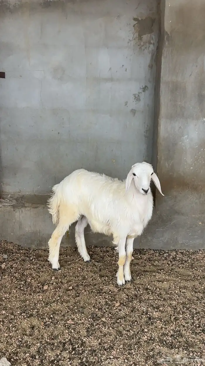 طلي حري ذبيحه 0