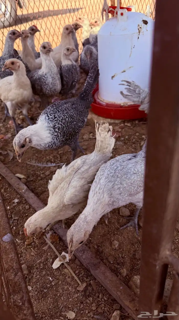 دجاج بلدي عمري شهرين الا ثلاث شهور 3