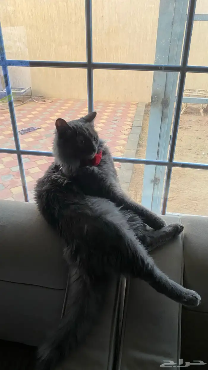 قط مفقود مكافاة للي يلقاه 3