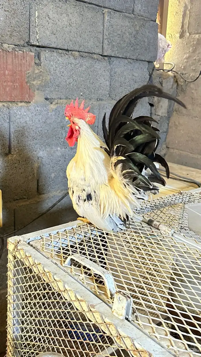 دجاج جبنيز جوز كولمبي 1