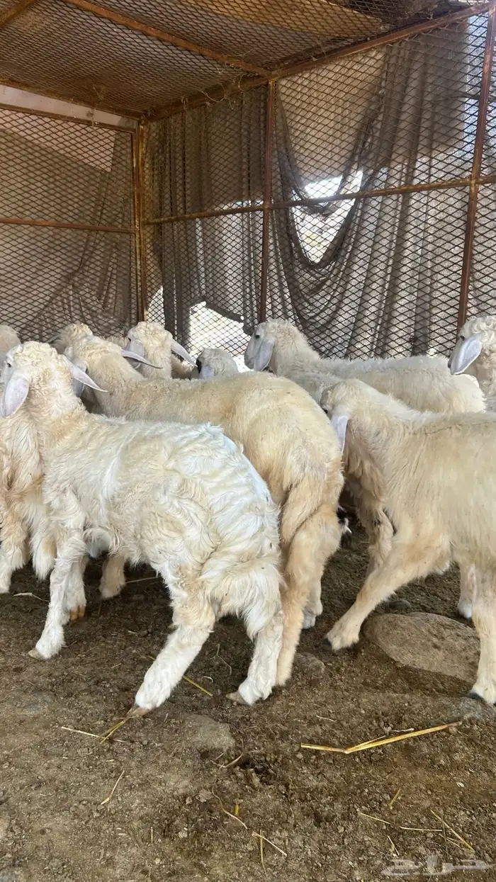 طليان ورخال على 850 3