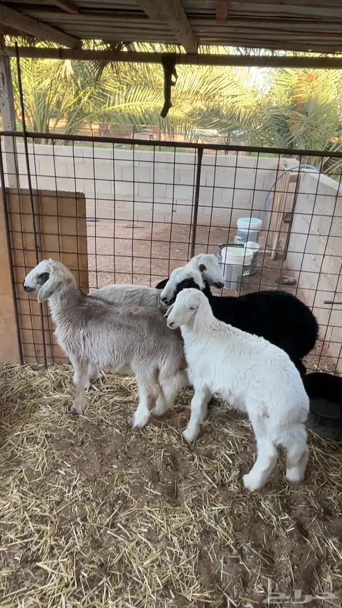 السلام عليكم ورحمة الله وبركاته للبيع طليان العدد 4 0