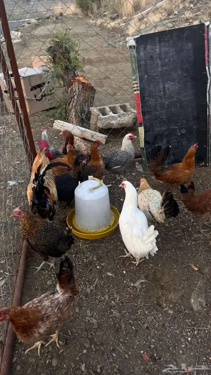 دجاج بلدي شرط صحه 1