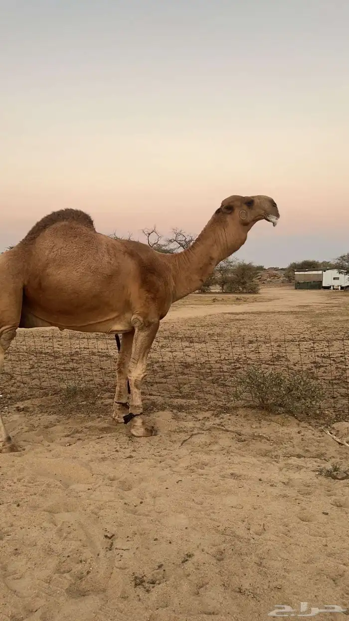 بعير حمر كفو 2