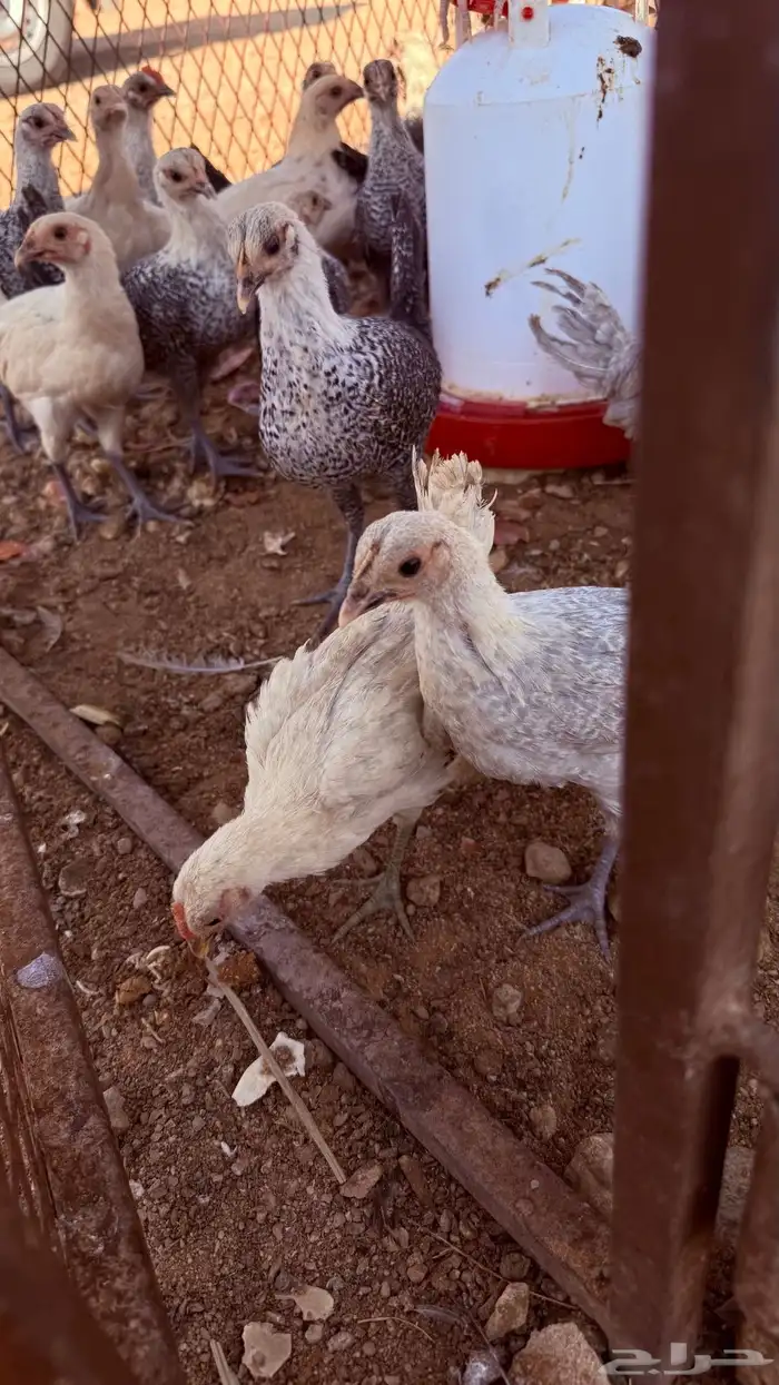 دجاج بلدي عمري شهرين الا ثلاث شهور 0