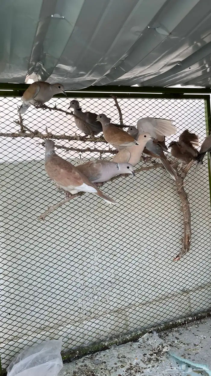 قمري هولندي 0