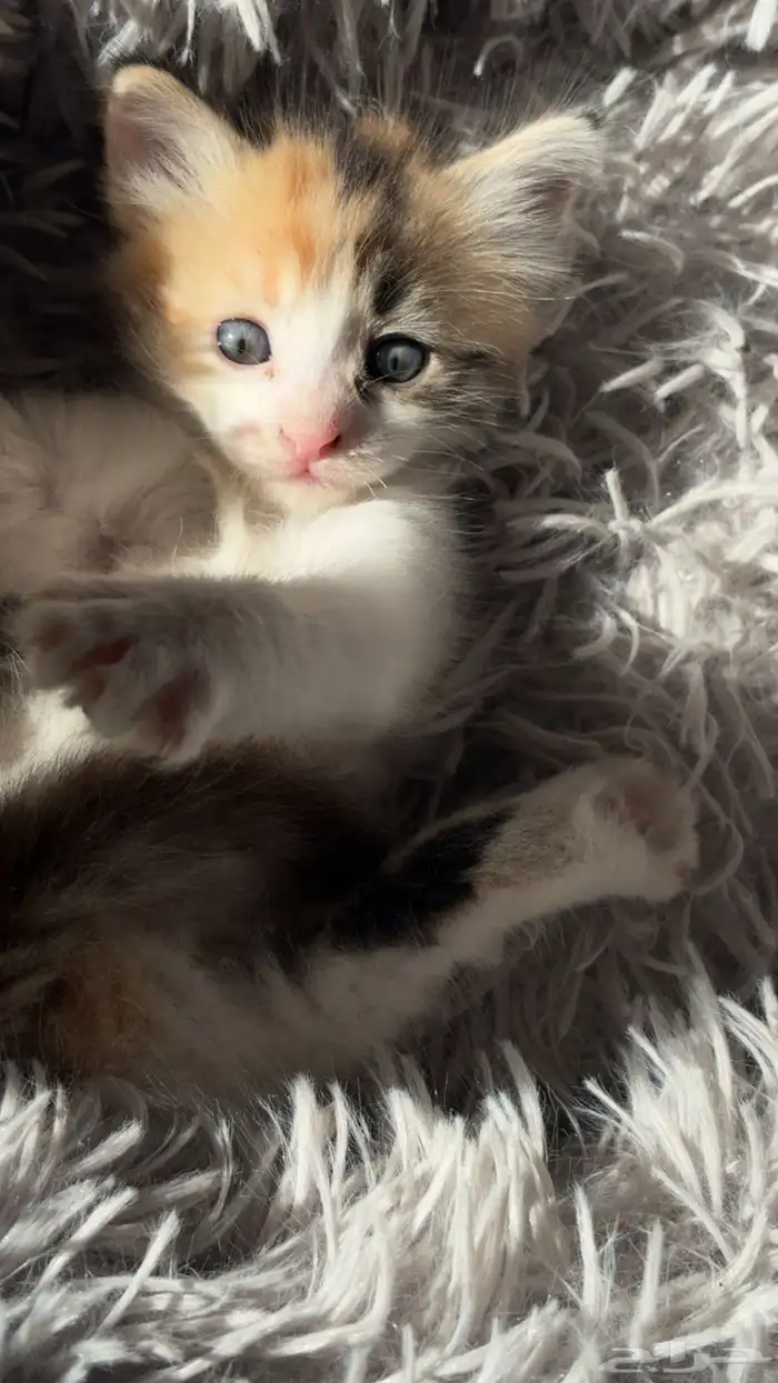 انثى شيرازي امريكي للبيع 1