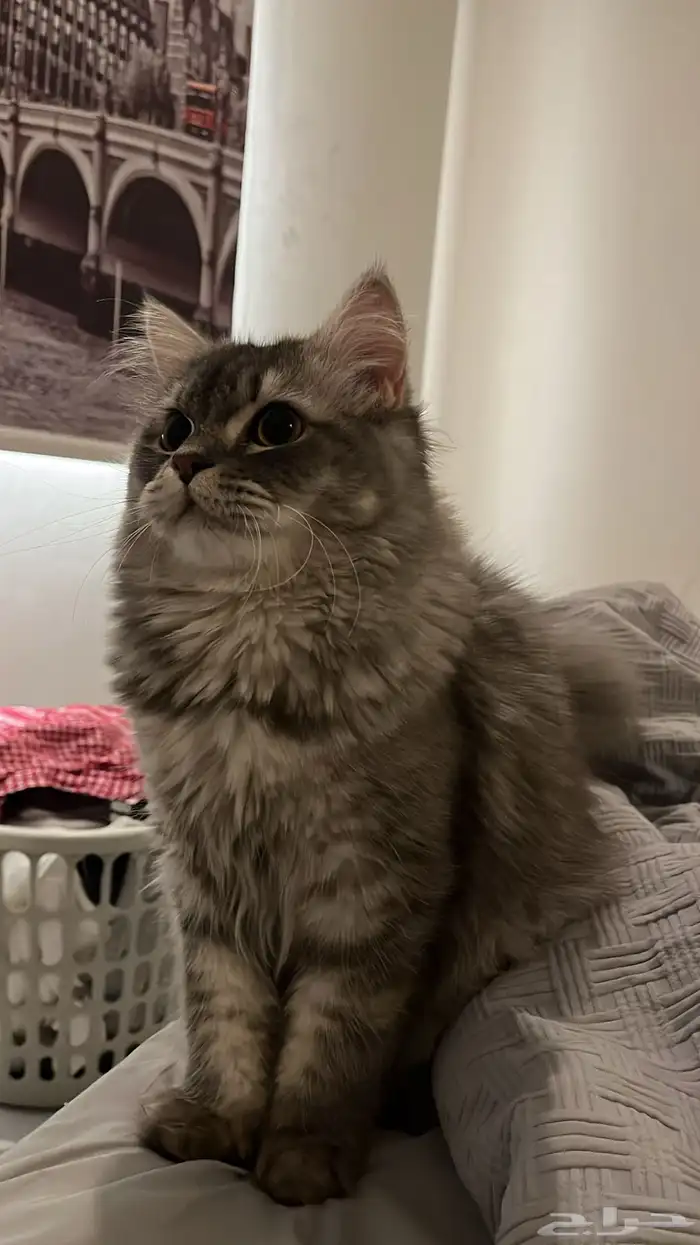 قط ذكر للتبني 1