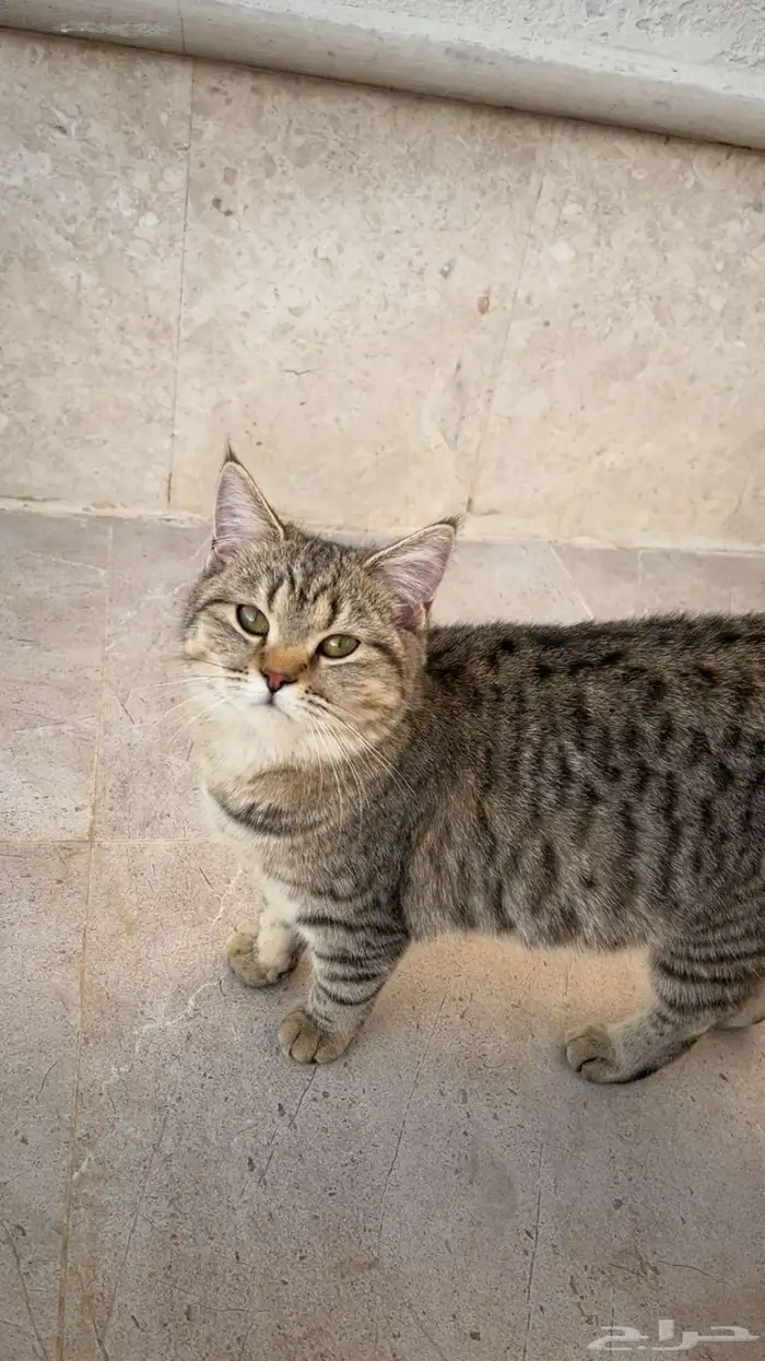 قطط للتبني 3