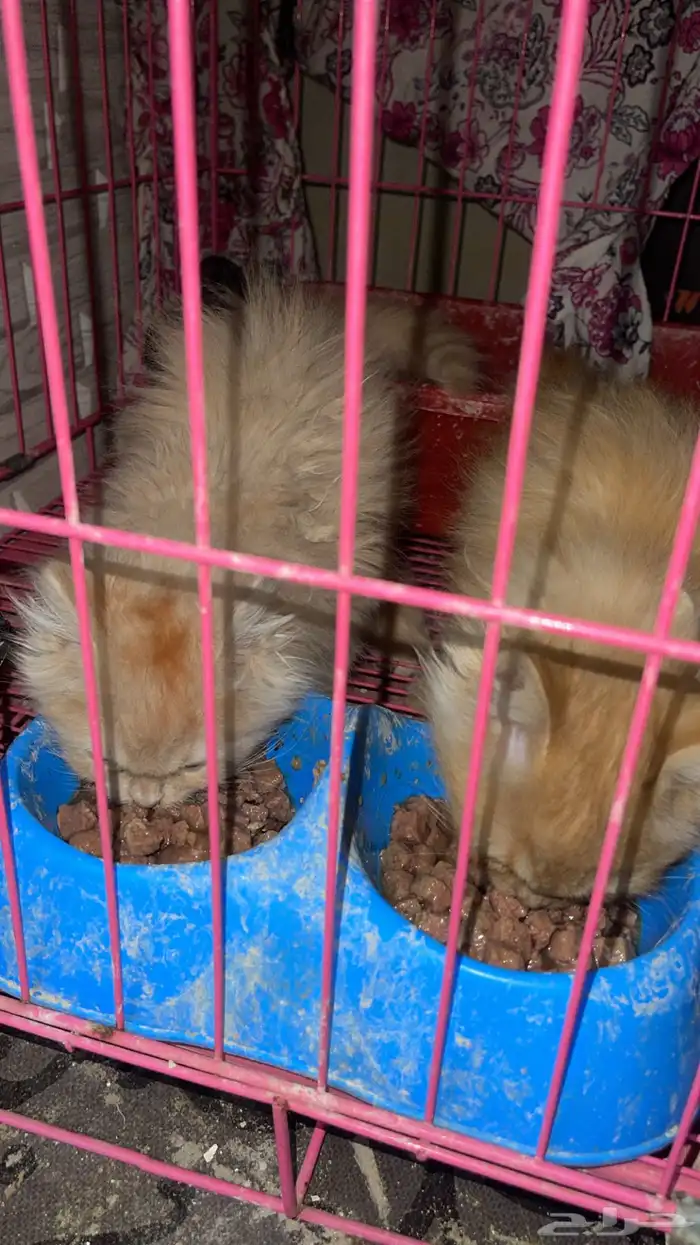 قطتين تيكن صغار 4