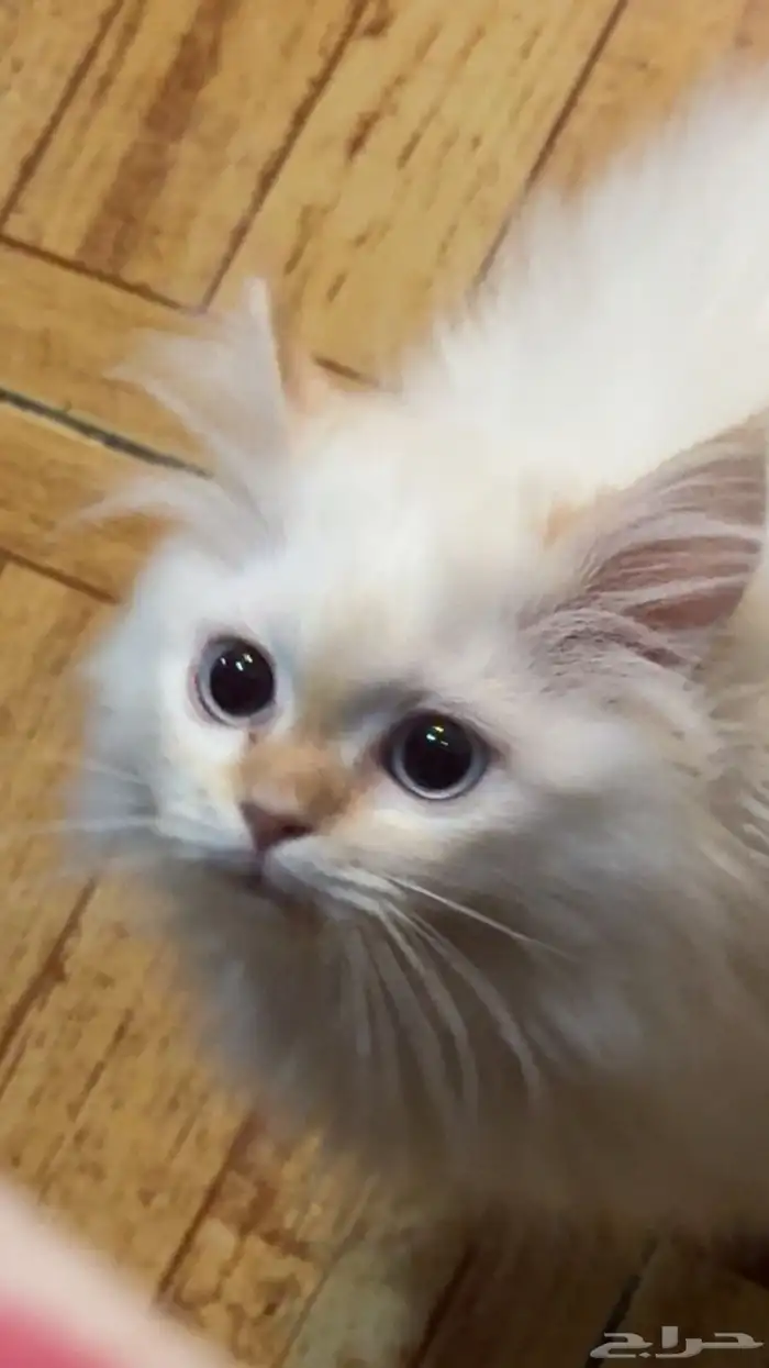 قط للتبني 0