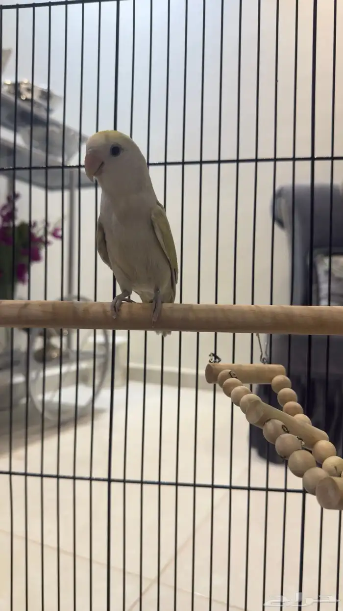 جوز روز للبيع على السوم 3