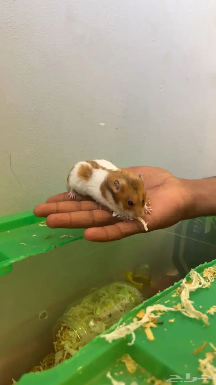 هامستر سوري للبيع 4