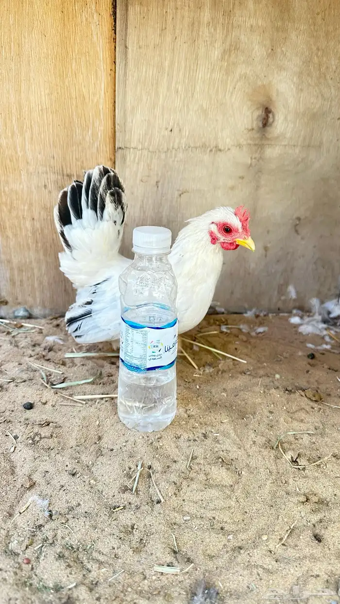 دجاج جبنيز جوز كولمبي 5