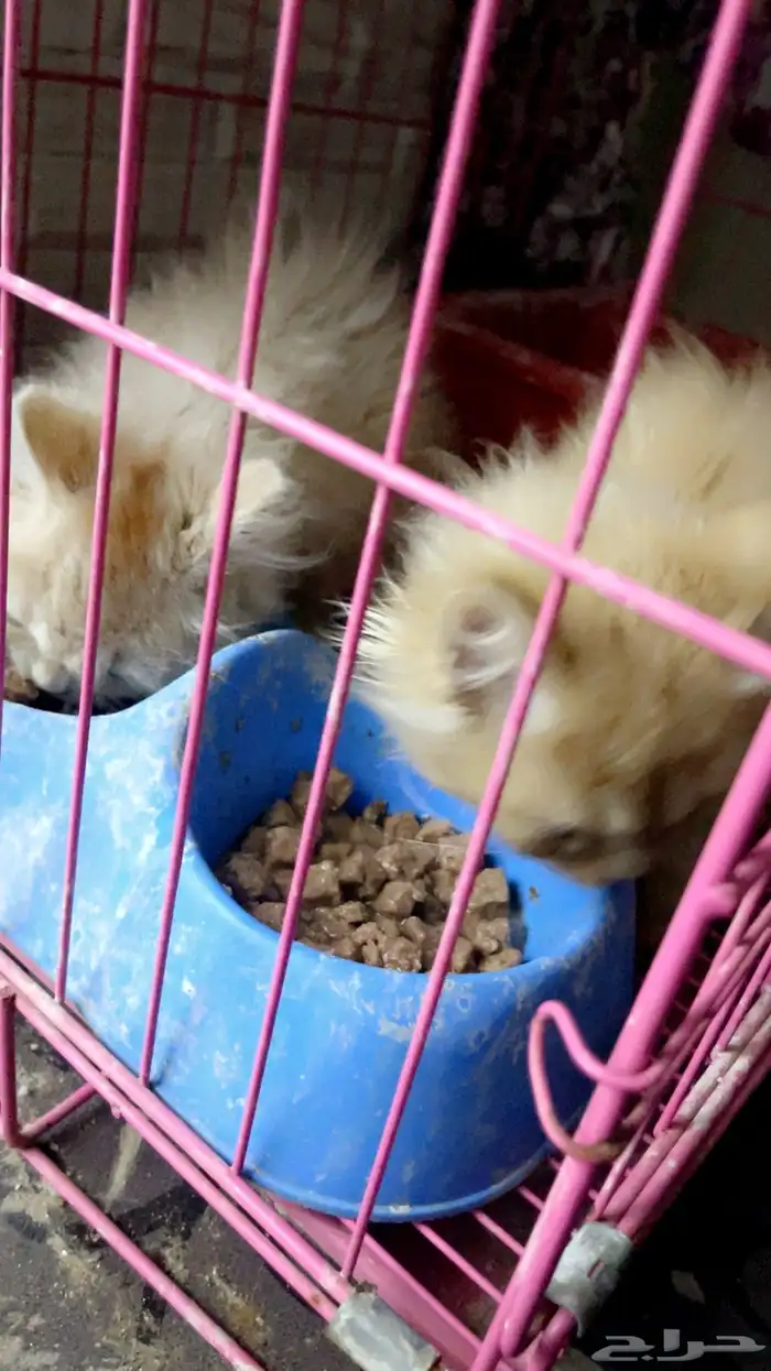 قطتين تيكن صغار 1