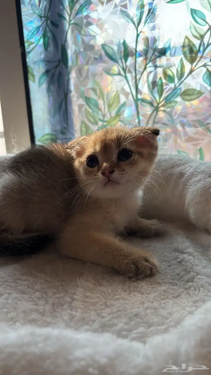 قط ذكر كتن للبيع 2