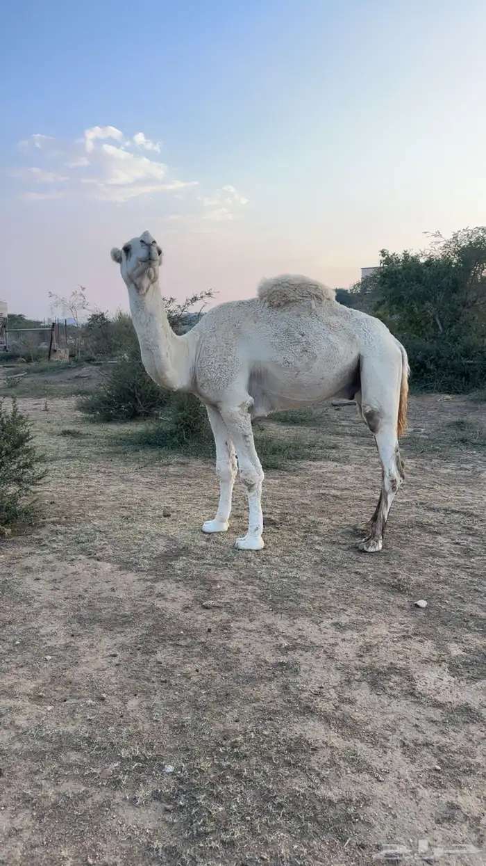 بعير اوضح منتج وهادي 0