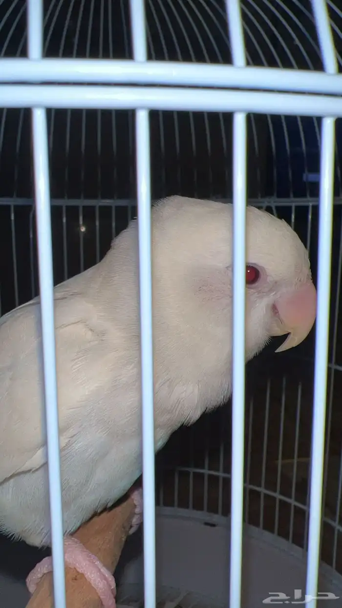 روز البينو هدد عيون حمر 2