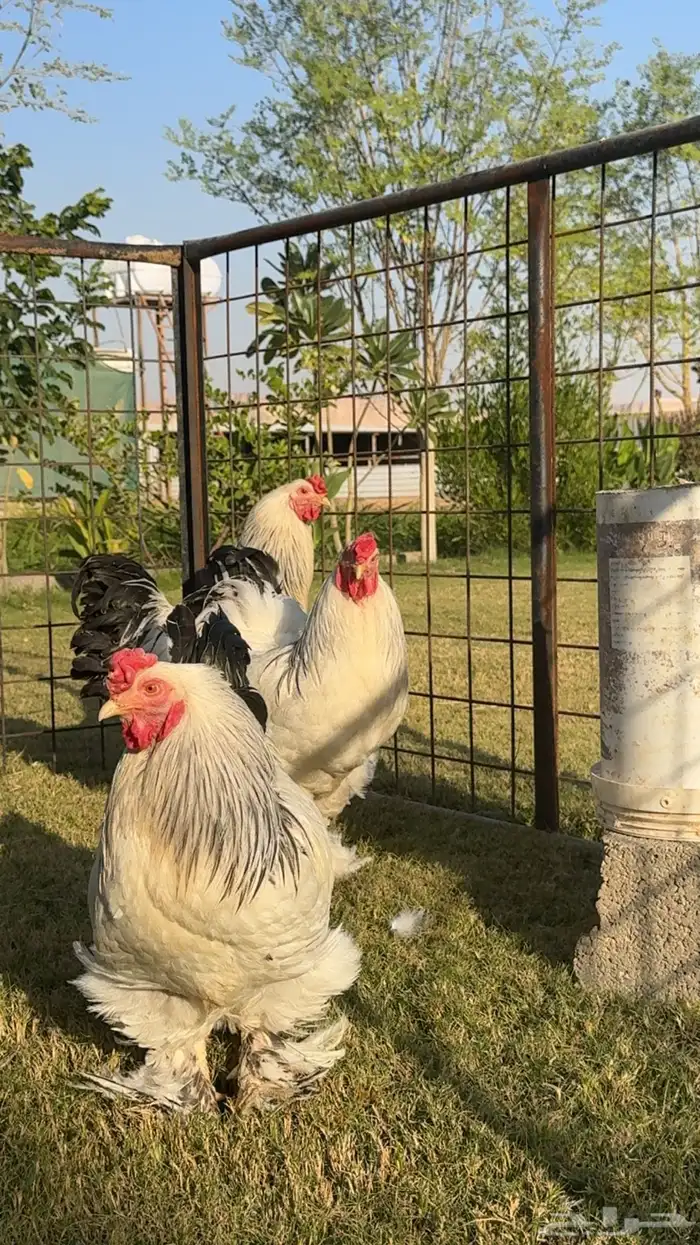 ديك ديكة براهما كولومبي كونك 1