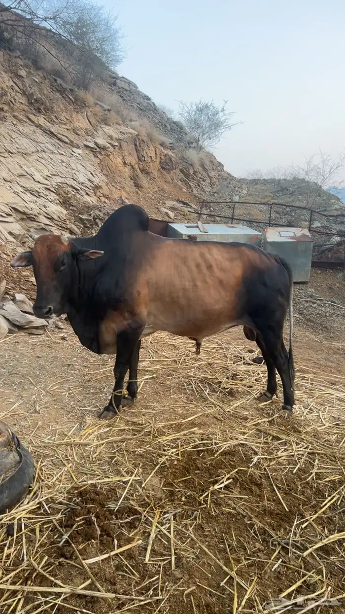 ثور للبيع مشروط 1