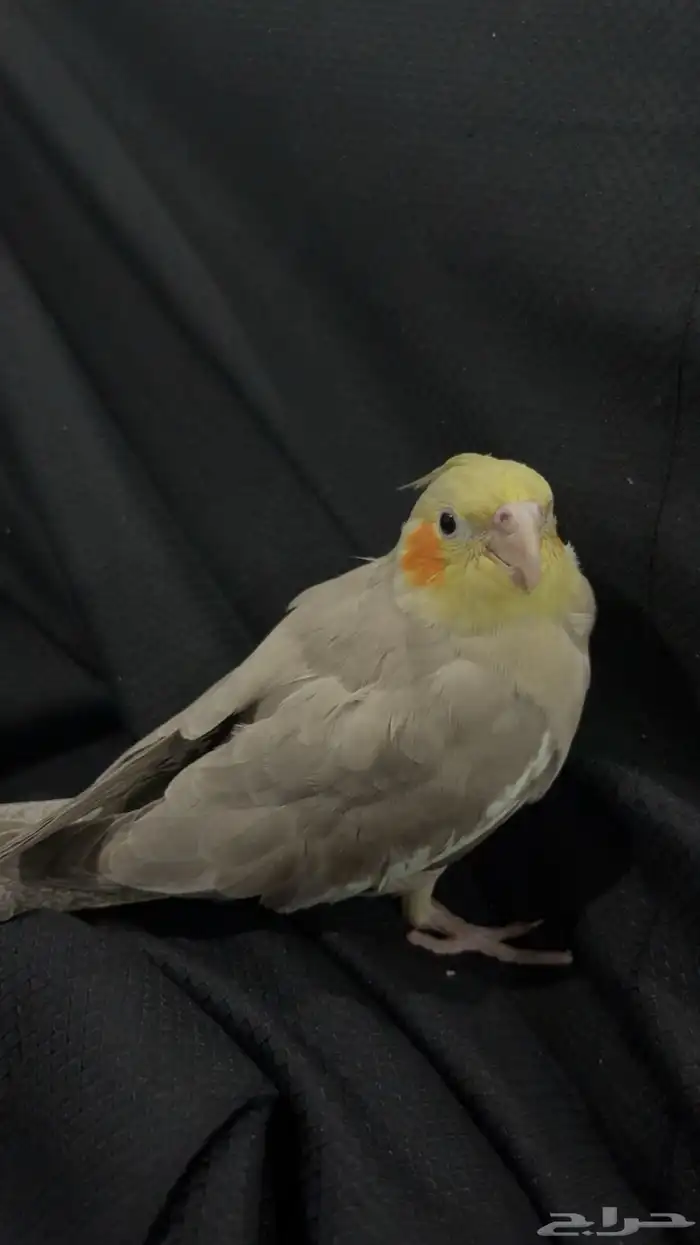 كروان اليف 0