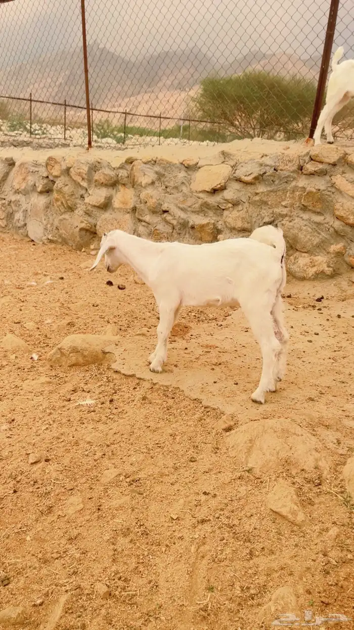 تيوس العمر شهر 3