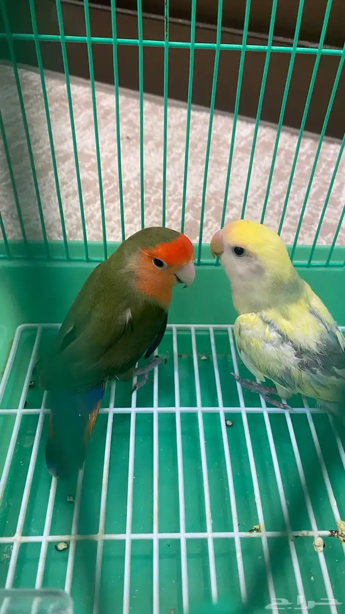 زوج روز منتج شرطط نص اليف 1