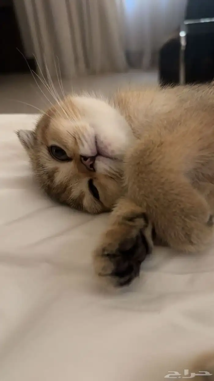 سكوتش فولد 4