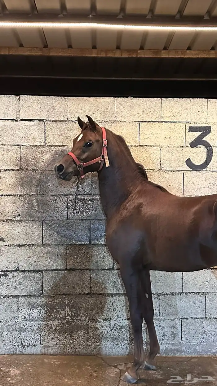 حصان ورق كفو كفو الحد 9 الف 7