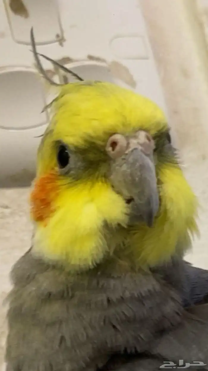 عصفور كروان ضايع 0