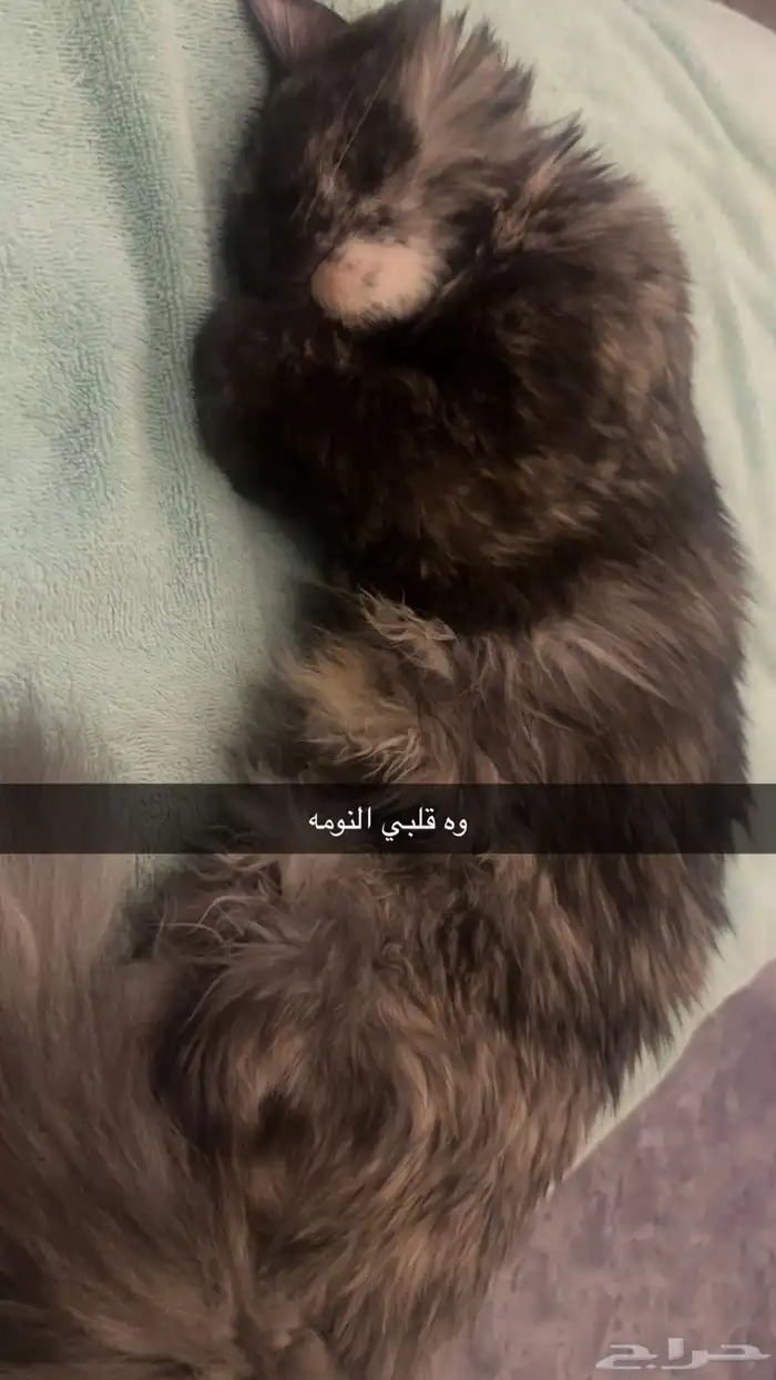 بسه تجن ودلوعه وهاديه بس حامل وانا معد اقدر عليها 2