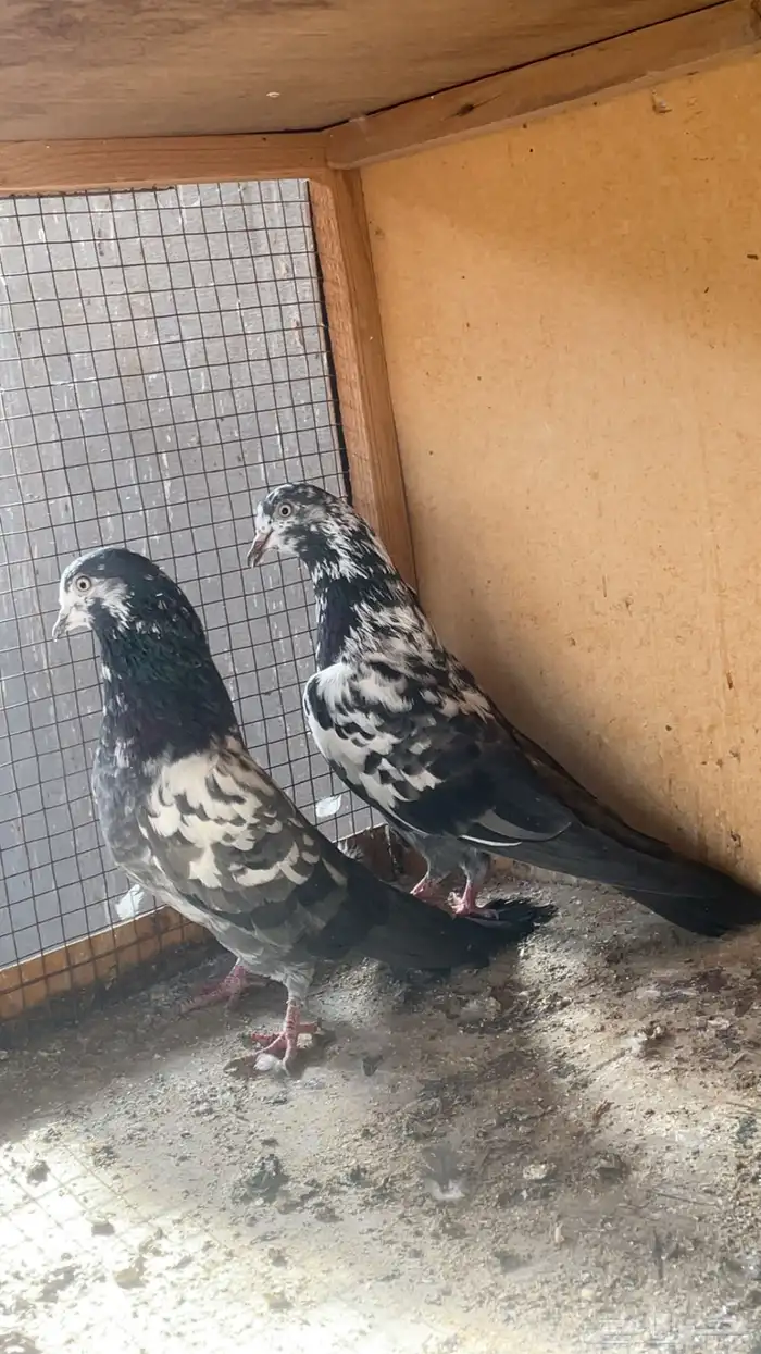 اجوز باكستاني بيور. 4