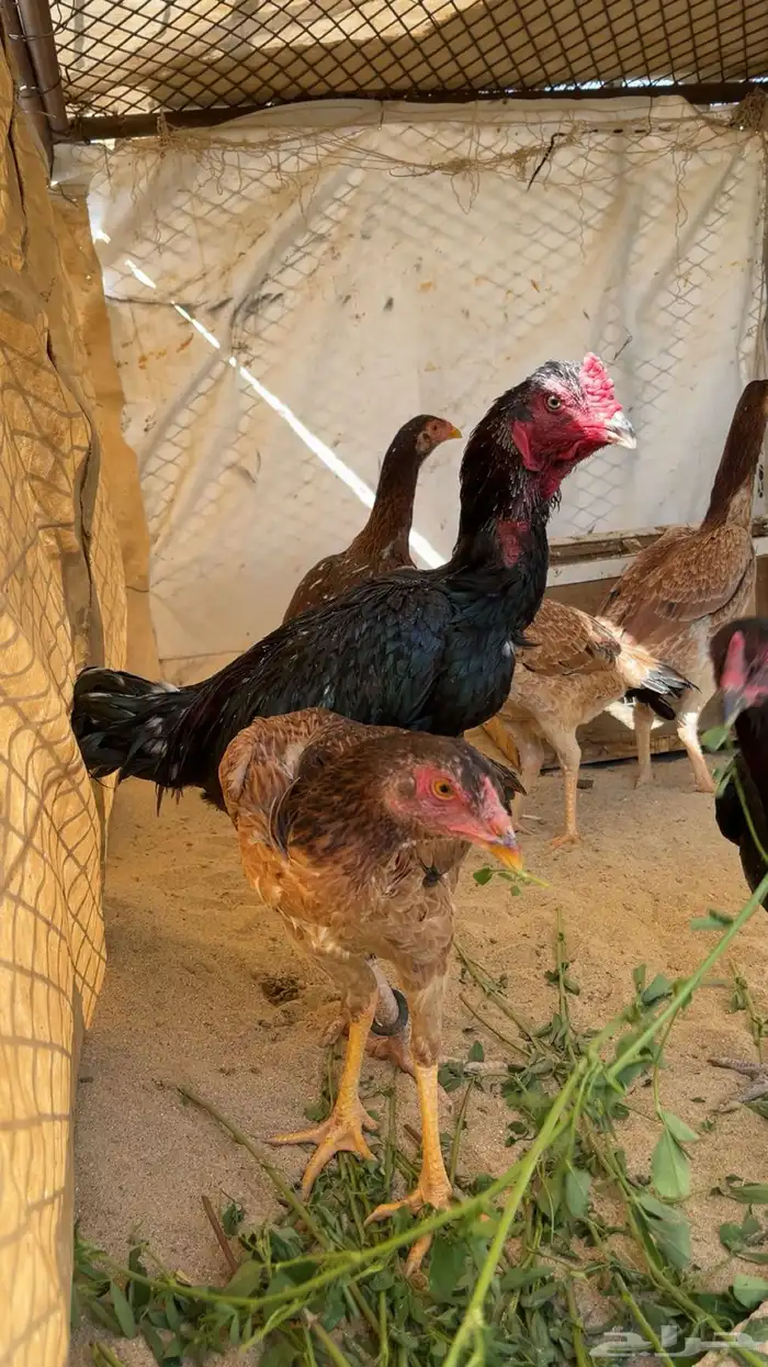 دجاج بكستاني 0