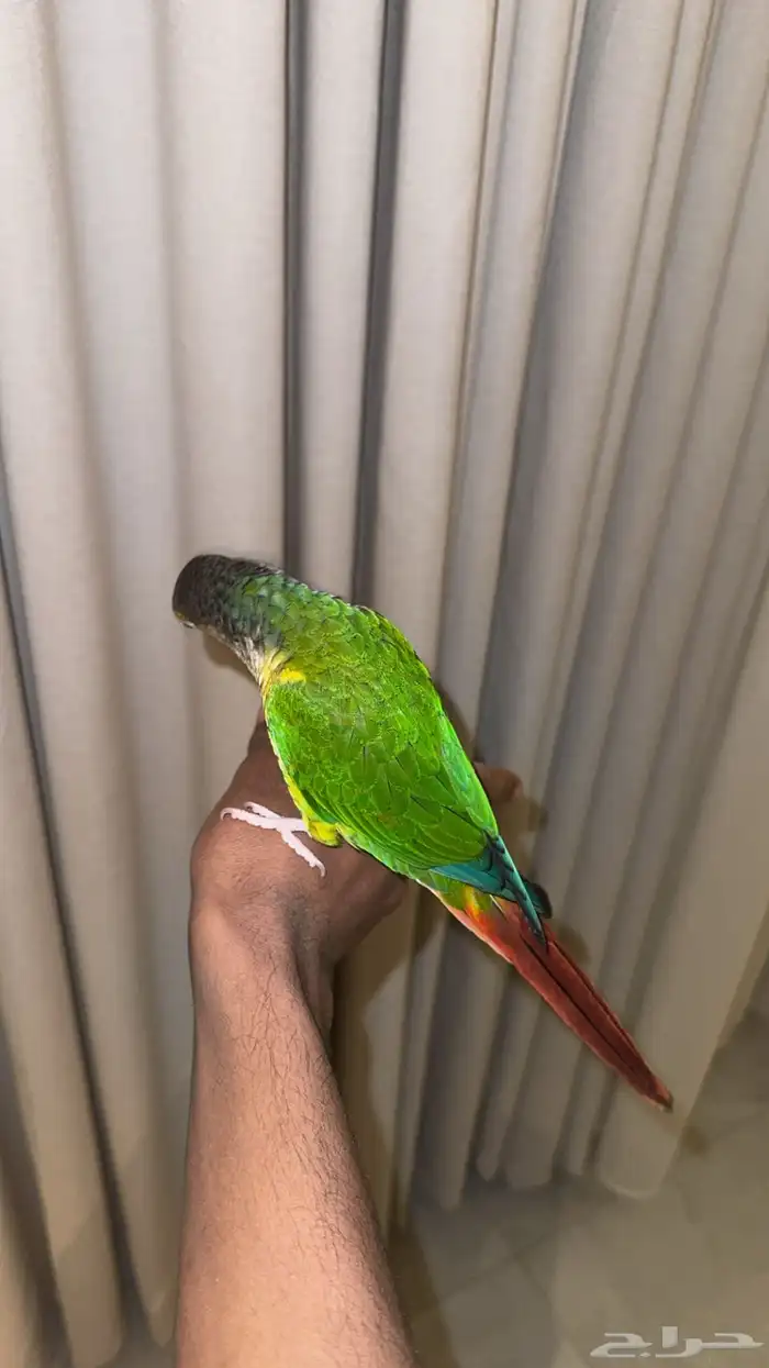 ببغاء كنيور اليف يلو سايد يلمع ما شاء الله شرط الصحه 3