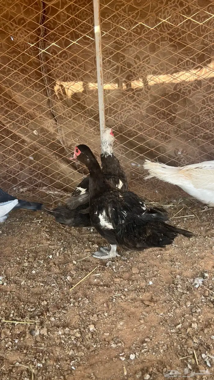 للبيع بط بح او مصوي 3