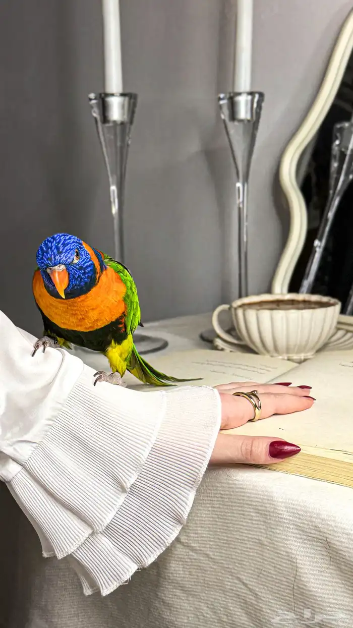 ببغاء اللوري أليف 2