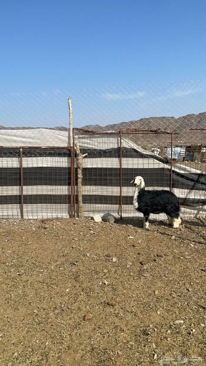 رخل نجديه طيبه بالحيل 3