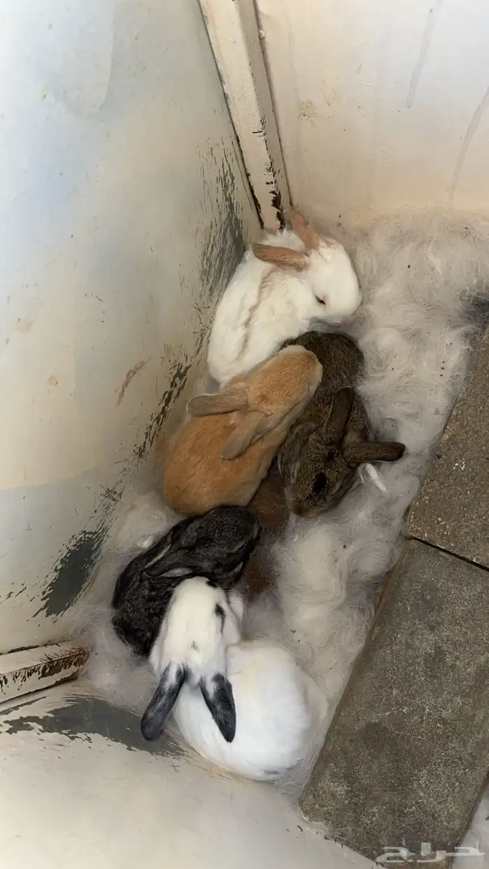 اناث مولدات ارانب شنشيلا وبابيون عملاق 5