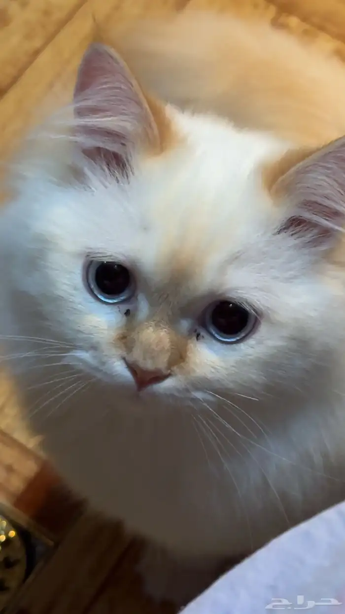 قط للتبني 5