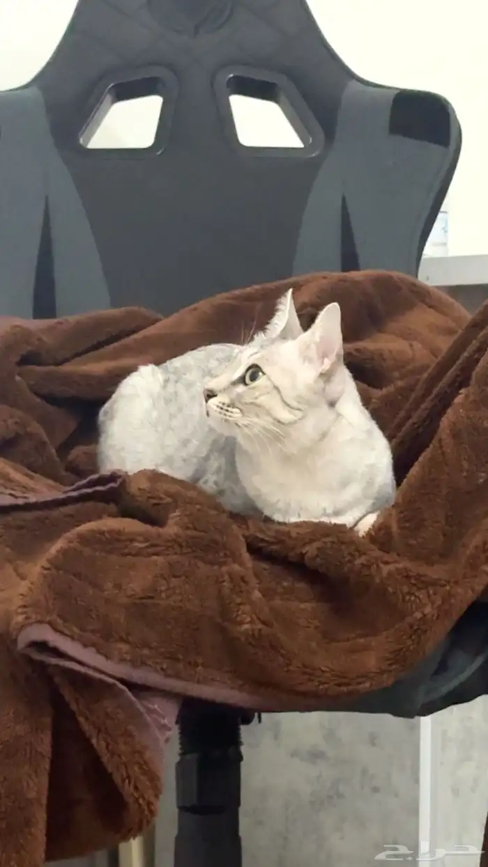 قطه للتبني 1