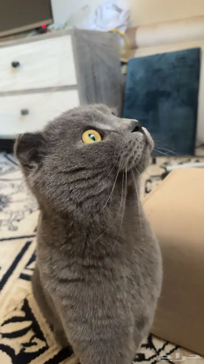 قط سكوتش للبيع 3