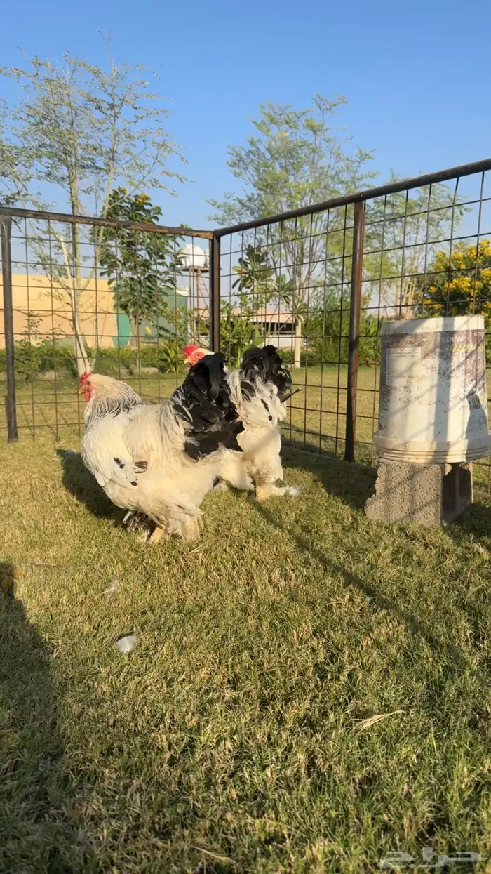 ديك ديكة براهما كولومبي كونك 6