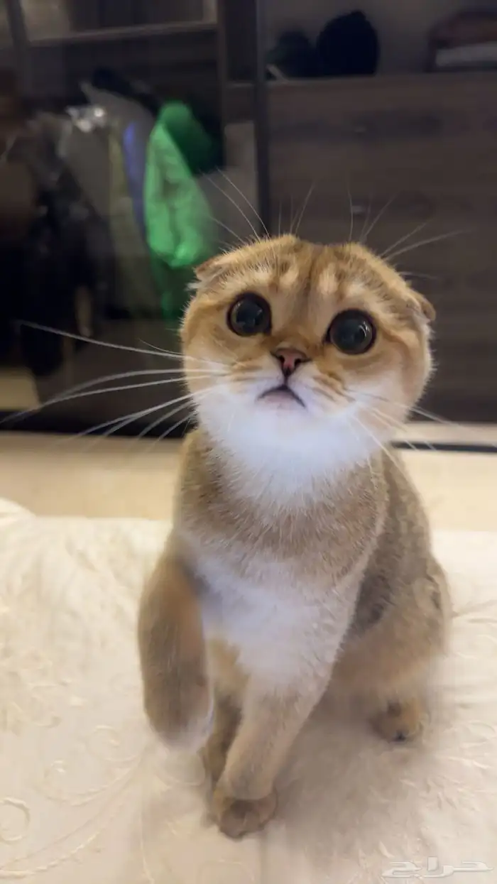 سكوتش فولد 0