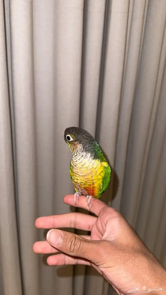 ببغاء كنيور اليف يلو سايد يلمع ما شاء الله شرط الصحه 1