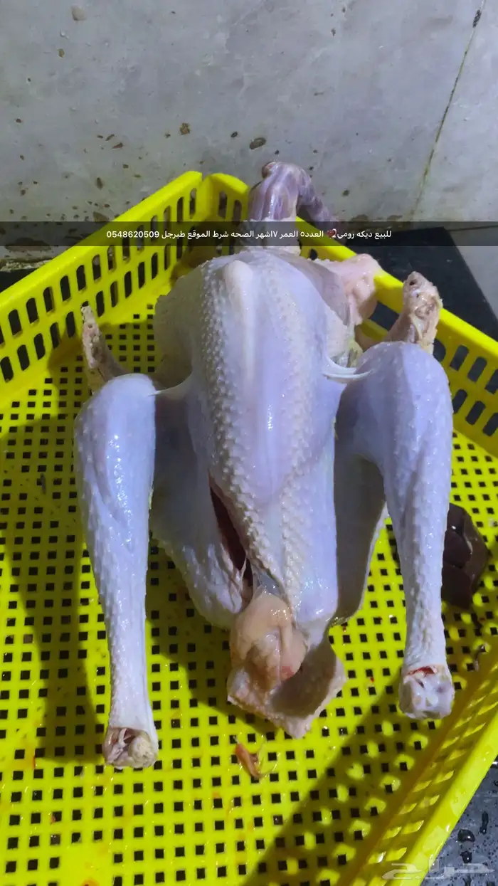 ديكه رومي ا 0