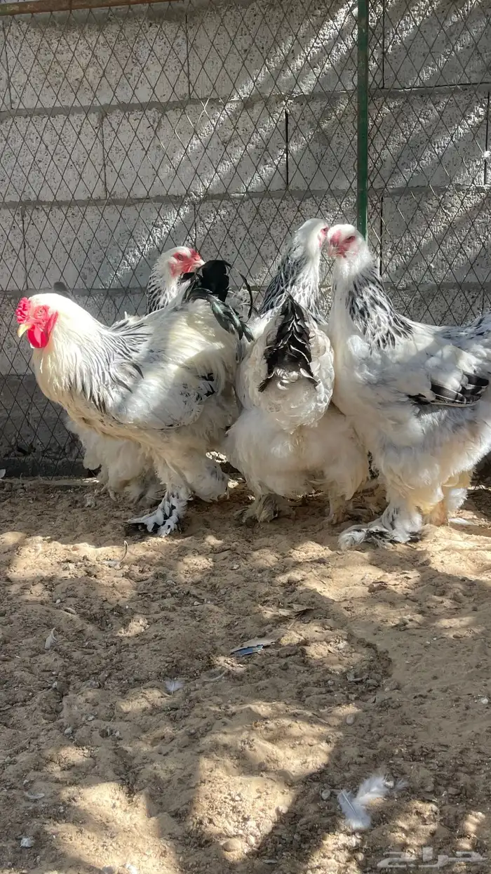 اللبيع دجاج براهما 2