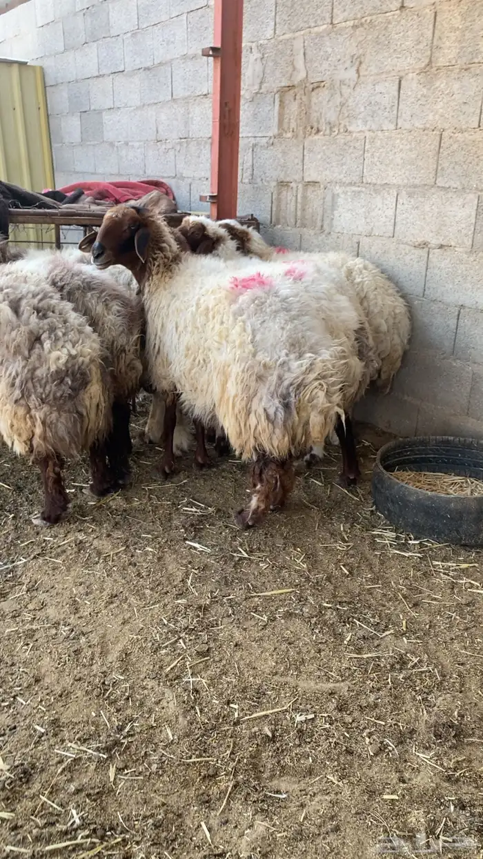 غنم مضاريع 0