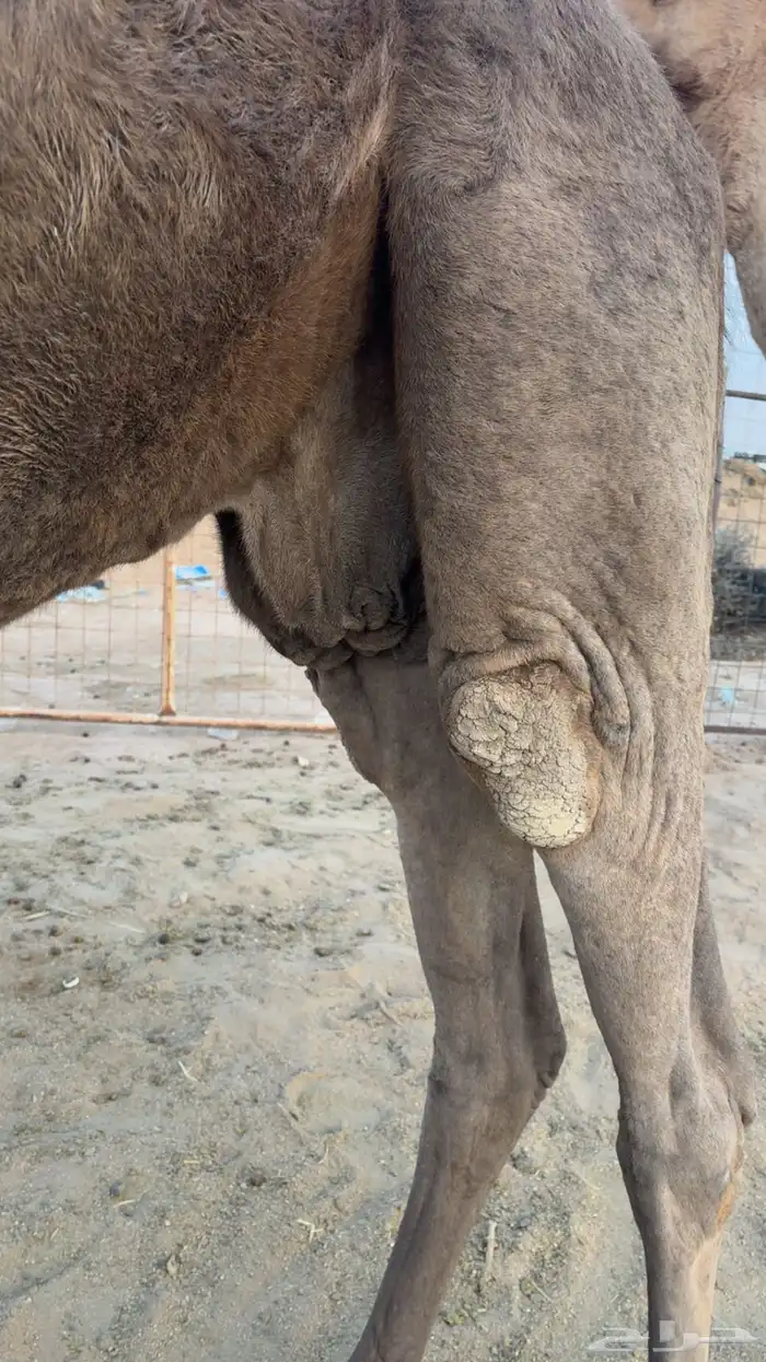 للبيع لقحه صفرا 0